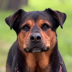 Sasha Sasha, Sean Licciardi's Rottweiler